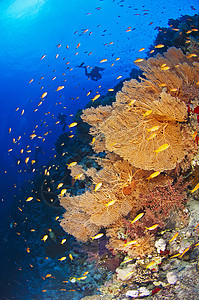 热带珊瑚礁上的Scuba潜水员潜水娱乐休闲海洋野生动物浅滩自然亚科珊瑚盐水图片