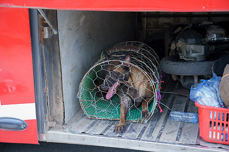 一条狗在分解和狗肉公共汽车下面的储藏空间里图片
