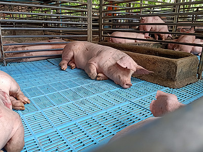 大养猪养猪场肉类工业的内部哺乳动物食物生长摊位耳朵谷仓团体猪圈配种小猪图片
