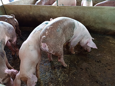 大养猪养猪场肉类工业的内部团体农场谷仓生长小猪耳朵农业家畜猪肉干草图片