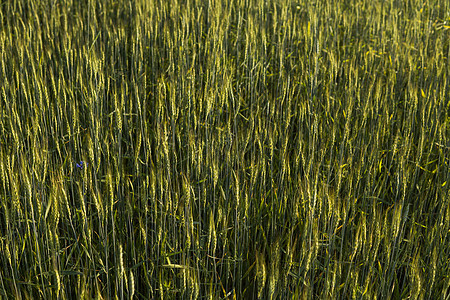 青绿小麦田 开裂耳朵小麦 农业 自然产品 风景景观场地地平线粮食土地农场草地谷物阳光玉米太阳图片