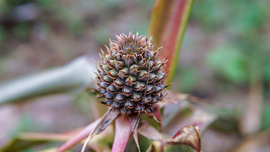 松果如水果 花朵或植物 在园中开花热带松树花园植物群叶子季节锥体菠萝紫色植物学图片