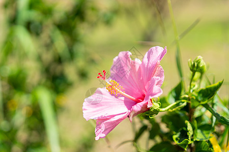 紧贴查巴希比库斯的花朵绿色木槿花粉美丽植物花园植物群粉色叶子热带图片