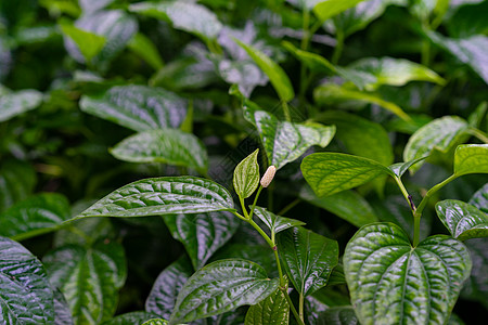 花园中野生槟榔叶灌木或 chaplo 叶的特写热带墙纸树叶胡椒科植物蔬菜背景环境吹笛者食物图片