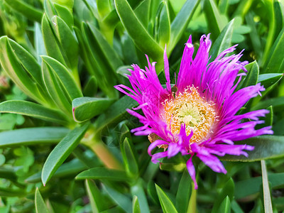 绿色植物旁边一朵美丽的紫色花朵树叶花园日历植物花瓶花束植物学植物群宏观设计图片