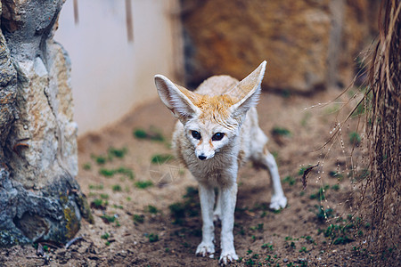 芬属狐狸 或芬属 是一个小圆形动物哺乳动物沙漠动物园头发身体眼睛猎人动物学耳朵图片