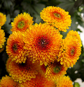 小橙红菊花黄色雏菊季节橙子花束花朵绿色植物花园红色图片