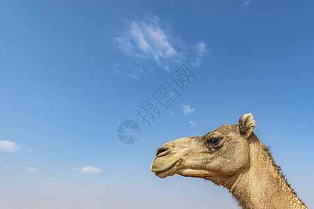 沙漠中的骆驼风景情调异国哺乳动物文化单峰荒野运输沙丘动物图片