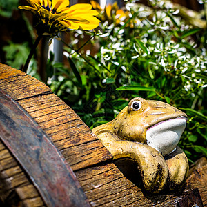 装饰的陶瓷青蛙在一桶花中寻找植物金属黄色制品木头黏土陶器花园绿色白色图片