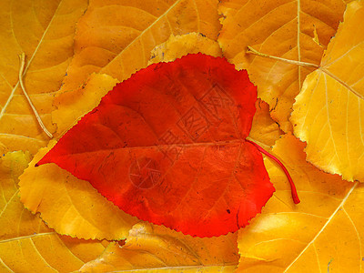 黄叶上的红杨树叶图片