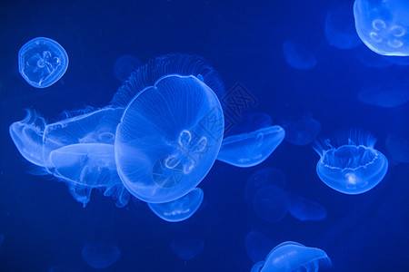 蓝色水母海果冻 水母磷光热带海上生活水族馆海洋学游泳动物异国触手自由背景