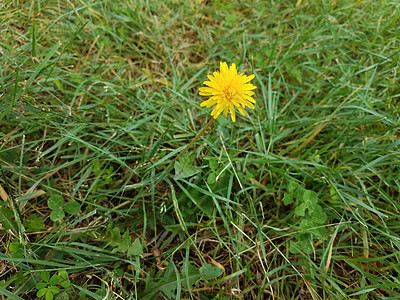 绿草中黄色花朵花瓣地面植物杂草院子草地植物群绿色植物学图片