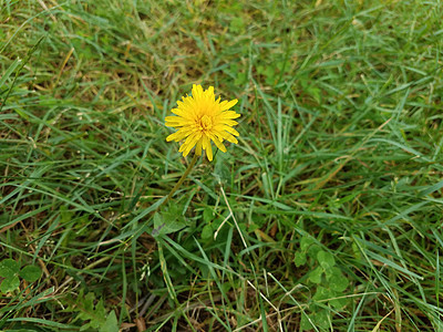 绿草中黄色花朵花瓣绿色院子杂草植物草地地面植物学植物群图片