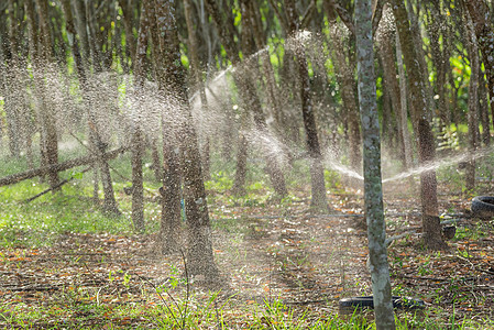 在橡胶树种植园一排的橡胶树环境灌溉丛林植物树干乳胶叶子收获场景木头图片