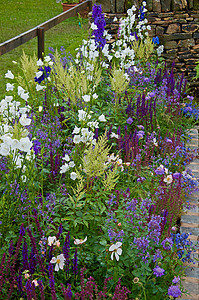 细小的花朵边疆界 有多彩混合种植丹参紫色组合蓝色植物淡紫色白色图片