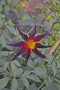 在花园边界的Dahlia 'Honka Red'花朵中图片