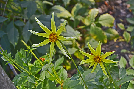 Dahlia 'Honka 黄色花朵在花园边疆界图片