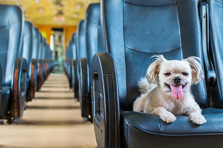火车里这么可爱的狗狗在火车上等着旅行友谊贵宾汽车朋友微笑美丽车辆宠物乐趣闲暇图片