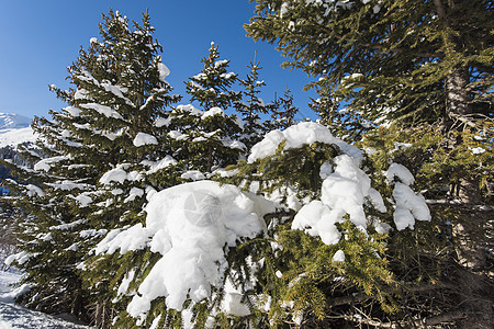 高山高山山脉的冰雪风景与摇篮爬坡道森林山脉季节天空蓝色高山针叶松树全景图片