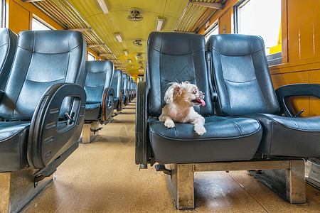 火车里这么可爱的狗狗在火车上等着旅行车辆友谊座位假期城际乐趣运输宠物微笑闲暇图片