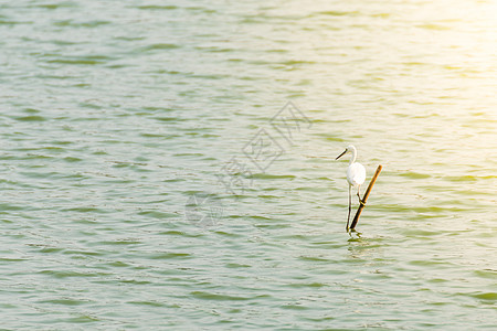 自然野生鸟类希伦 比特尔或埃格雷特荒野反射动物环境钓鱼羽毛涉水卤水绿鹭池塘图片
