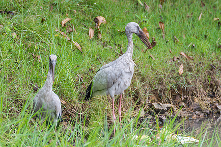 野生鸟类湿地热带动物钓鱼国家羽毛生态荒野野生动物绿鹭图片