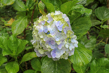 蓝色和黄色它在家庭Hydrangacea的植物品种园艺风格植物群紫色花园植物学季节宏观绣球花礼物图片