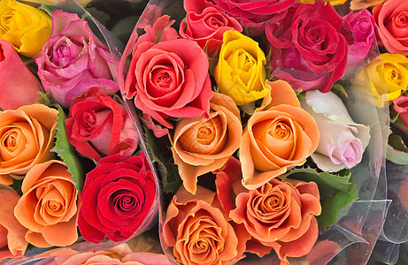 玫瑰背景纪念日庆典花园香气婚礼植物礼物热情周年季节图片