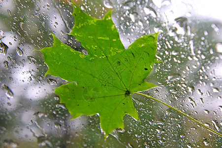 窗边的绿叶叶子季节风暴天气流动金子绿色植物窗户雨滴图片