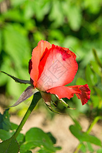 玫瑰草地红色绿色叶子花坛植物群花园植物园艺季节图片