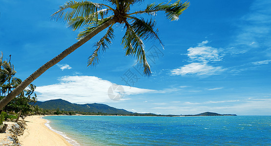 热带热带海滩棕榈海景地平线天空旅游阳光支撑海岸假期天堂情调图片