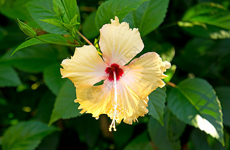 热带花卉衬套美丽植物群花瓣红色植物花园异国绿色草本植物图片