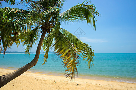 热带热带海滩棕榈海景情调天堂蓝色异国晴天假期阳光海岸旅行图片
