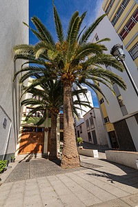 圣克鲁斯 拉帕尔马岛首府城市街道棕榈花朵景观市中心中心殖民假期历史性建筑学图片