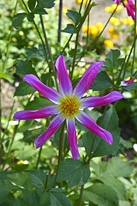 在花园边界的Dahlia'Honka Rose'花朵中图片