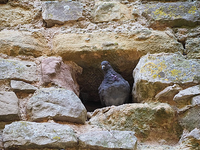 家养鸽动物岩石石头鸽子建筑学家鸽羽毛图片