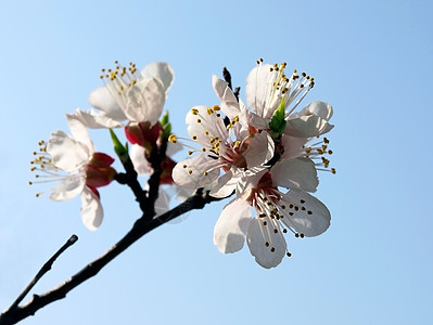 杏子花朵天空图片