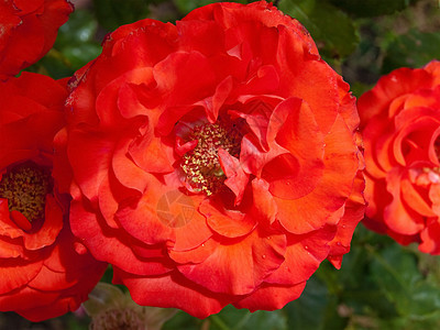 玫瑰美丽宏观花瓣红色背景图片