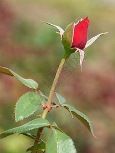 玫瑰花园艺宏观花瓣花园念日花束植物玫瑰礼物红色图片