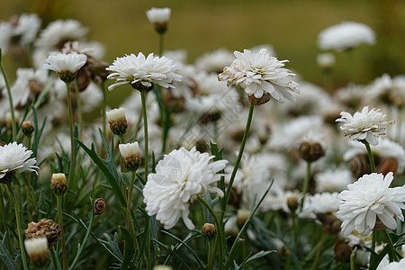 很多美丽的白色花朵 随风而飘动图片