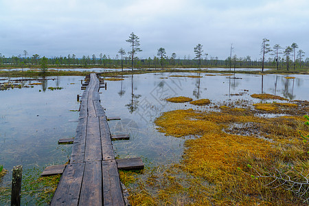 图图里亚帕特雷尔 皮哈卢乌斯托国家公园旅行松树沼泽地沼泽踪迹湿地人行道萨米森林公园图片