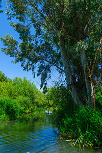 在自然保护区的Daliyot河荒野溪流公园岩石热带高地森林环境植物木头图片