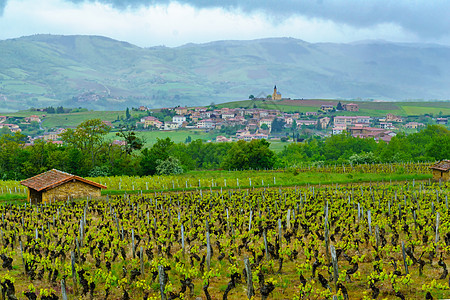 在Beaujolais与SaintSah村的庄园和农村村庄旅行爬坡葡萄园旅游国家教堂场地农场风景图片