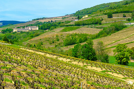 葡萄园和乡村 与Chateau在Beaujolais图片