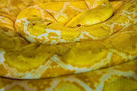 金黄色蟒蛇网状情调爬虫动物岩石宠物热带黄色野生动物眼睛图片
