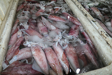 在金巴兰鱼市的海鲜柜台上出售的新鲜头足类动物的图案 当地的 聚苯乙烯盒中装有冰和水的新鲜鱿鱼群待售盘子触手销售钓鱼章鱼市场生活烹图片