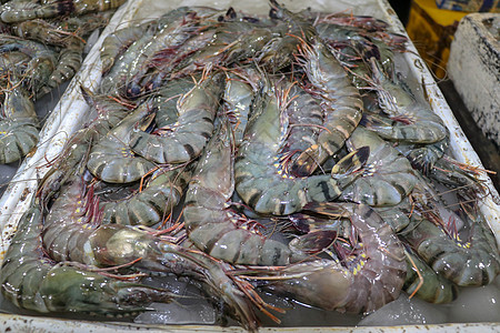 金巴兰海鲜柜台上出售的鲜虾图案 巴厘岛海滩 当地鱼市上的鲜虾 一堆冰上的鲜虾待售乌贼店铺鱼片饮食钓鱼甲壳营养市场章鱼镀金头图片