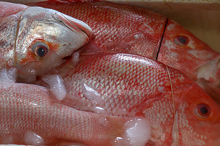 金巴兰鱼市上冰镇的新鲜海鲜 在金巴兰鱼市出售的鲜鱼红鲷鱼 在出售的红色鲜鱼 传统市场上的异国情调的鱼营养餐厅午餐食物钓鱼吃饭旅游图片