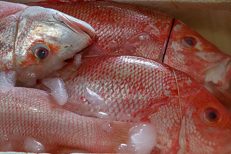 金巴兰鱼市上冰镇的新鲜海鲜 在金巴兰鱼市出售的鲜鱼红鲷鱼 在出售的红色鲜鱼 传统市场上的异国情调的鱼吃饭钓鱼奢华烹饪假期午餐海滩图片