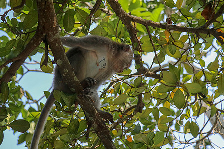 成年猴子坐在乌布德圣猴前角的树枝上旅行哺乳动物野生动物丛林荒野热带猿猴猕猴公园森林图片
